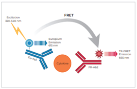 THUNDER™ Human IL-12/IL-23 p40 TR-FRET Biomarker Assay Kit