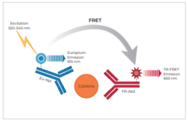 THUNDER™ Human CCL2/MCP1 TR-FRET Biomarker Assay Kit