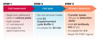 THUNDER™ Phospho-BTK (Y223) TR-FRET Cell Signaling Assay Kit