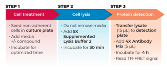 THUNDER™ Total BTK TR-FRET Cell Signaling Assay Kit
