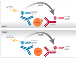 THUNDER™ Phospho BTK (Y223) + Total BTK TR-FRET Cell Signaling Assay Kit