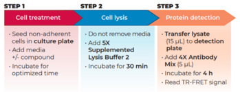 THUNDER™ Phospho BTK (Y223) + Total BTK TR-FRET Cell Signaling Assay Kit