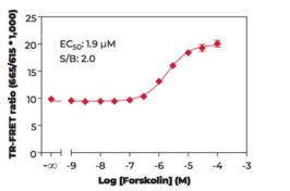 THUNDER™ Phospho-CREB (S133) TR-FRET Cell Signaling Assay Kit (cAMP Response Element-Binding Protein)