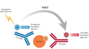 THUNDER™ Phospho-CREB (S133) TR-FRET Cell Signaling Assay Kit