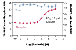 THUNDER™ Total CREB TR-FRET Cell Signaling Assay Kit (cAMP Response Element-Binding Protein)