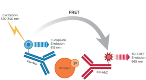 THUNDER™ Total CREB TR-FRET Cell Signaling Assay Kit