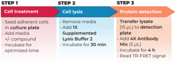 THUNDER™ Total CREB TR-FRET Cell Signaling Assay Kit