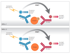 THUNDER™ Phospho-CREB (S133) + Total CREB TR-FRET Cell Signaling Assay Kit