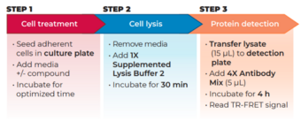 THUNDER™ Phospho-CREB (S133) + Total CREB TR-FRET Cell Signaling Assay Kit