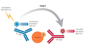 THUNDER™ Phospho-eIF4E (S209) TR-FRET Cell Signaling Assay Kit