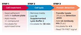 THUNDER™ Phospho-eIF4E (S209) TR-FRET Cell Signaling Assay Kit
