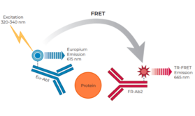 THUNDER™ Total eIF4E TR-FRET Cell Signaling Assay Kit