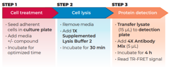 THUNDER™ Total eIF4E TR-FRET Cell Signaling Assay Kit