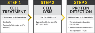 THUNDER™ Total GAPDH TR-FRET Cell Signaling Assay Kit
