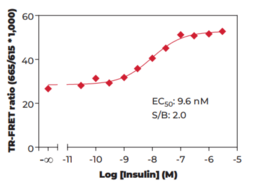 THUNDER™ Phospho-GSK3β (S9) TR-FRET Cell Signaling Assay Kit (Glycogen Synthase Kinase 3β, GSK3B, Serine/threonine-protein Kinase GSK3B)