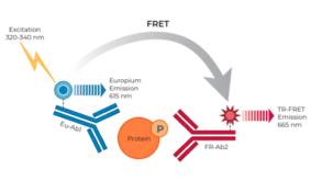 THUNDER™ Phospho-GSK3β (S9) TR-FRET Cell Signaling Assay Kit