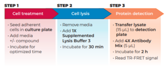 THUNDER™ Phospho-GSK3β (S9) TR-FRET Cell Signaling Assay Kit