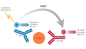 THUNDER™ Total GSK3β TR-FRET Cell Signaling Assay Kit