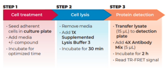 THUNDER™ Total GSK3β TR-FRET Cell Signaling Assay Kit