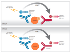 THUNDER™ Phospho-GSK3β (S9) + Total GSK3β TR-FRET Cell Signaling Assay Kit