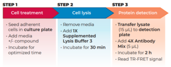 THUNDER™ Phospho-GSK3β (S9) + Total GSK3β TR-FRET Cell Signaling Assay Kit