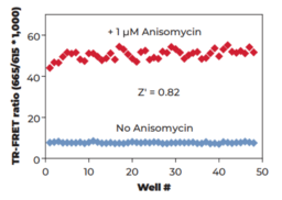 THUNDER™ Phospho-JNK1/2/3 (T183/Y185) TR-FRET Cell Signaling Assay Kit