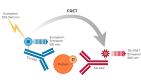 THUNDER™ Phospho-JNK1/2/3 (T183/Y185) TR-FRET Cell Signaling Assay Kit