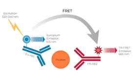 THUNDER™ Total JNK1/2/3 TR-FRET Cell Signaling Assay Kit