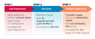 THUNDER™ Total JNK1/2/3 TR-FRET Cell Signaling Assay Kit