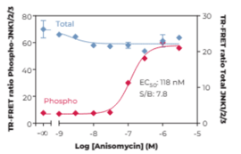 THUNDER™ Phospho-JNK1/2/3 (T183/Y185) + Total JNK1/2/3 TR-FRET Cell Signaling Assay Kit (c-Jun N-terminal Kinase)