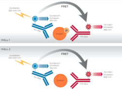 THUNDER™ Phospho-JNK1/2/3 (T183/Y185) + Total JNK1/2/3 TR-FRET Cell Signaling Assay Kit