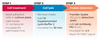 THUNDER™ Phospho-JNK1/2/3 (T183/Y185) + Total JNK1/2/3 TR-FRET Cell Signaling Assay Kit