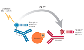 THUNDER™ Phospho-LCK (Y394) TR-FRET Cell Signaling Assay Kit