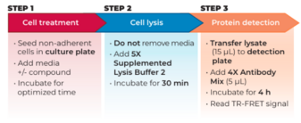 THUNDER™ Phospho-LCK (Y394) TR-FRET Cell Signaling Assay Kit