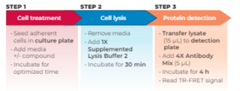 THUNDER™ Phospho-LCK (Y394) TR-FRET Cell Signaling Assay Kit