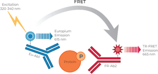 THUNDER™ Phospho-MEK1 (S218/S222) TR-FRET Cell Signaling Assay Kit