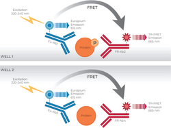 THUNDER™ Phospho-MEK1 (S218/S222) + Total MEK1 TR-FRET Cell Signaling Assay Kit