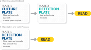 THUNDER™ Phospho-c-Met (Y1234/Y1235) TR-FRET Cell Signaling Assay Kit