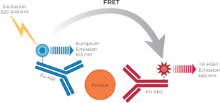 THUNDER™ Total c-Met TR-FRET Cell Signaling Assay Kit