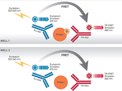 THUNDER™ Phospho-c-Met (Y1234/Y1235) + Total c-Met TR-FRET Cell Signaling Assay Kit