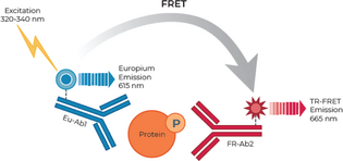 THUNDER™ Phospho-NF-kB (S536) TR-FRET Cell Signaling Assay Kit