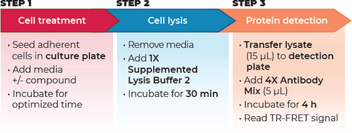 THUNDER™ Phospho-NF-kB (S536) TR-FRET Cell Signaling Assay Kit