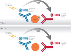 THUNDER™ Phospho-NF-kB (S536) + Total NF-kB TR-FRET Cell Signaling Assay Kit