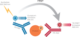 THUNDER™ Phospho-p38αβγ MAPK (T180/Y182) TR-FRET Cell Signaling Assay Kit