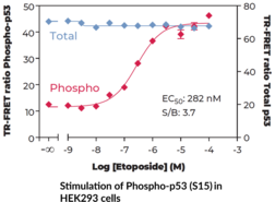 THUNDER™ Total p53 TR-FRET Cell Signaling Assay Kit (Antigen NY-CO-13, Cellular Tumor Antigen p53, Phosphoprotein p53, Transformation-related Protein 53, Tumor Protein p53)