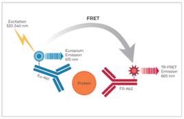 THUNDER™ Total p53 TR-FRET Cell Signaling Assay Kit