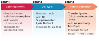 THUNDER™ Total p53 TR-FRET Cell Signaling Assay Kit