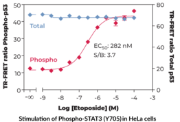 THUNDER™ Phospho-p53 (S15) + Total p53 TR-FRET Cell Signaling Assay Kit (Antigen NY-CO-13, Cellular Tumor Antigen p53, Phosphoprotein p53, Transformation-related Protein 53, Tumor Protein p53)