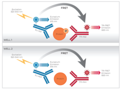 THUNDER™ Phospho-p53 (S15) + Total p53 TR-FRET Cell Signaling Assay Kit