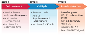THUNDER™ Phospho-p53 (S15) + Total p53 TR-FRET Cell Signaling Assay Kit